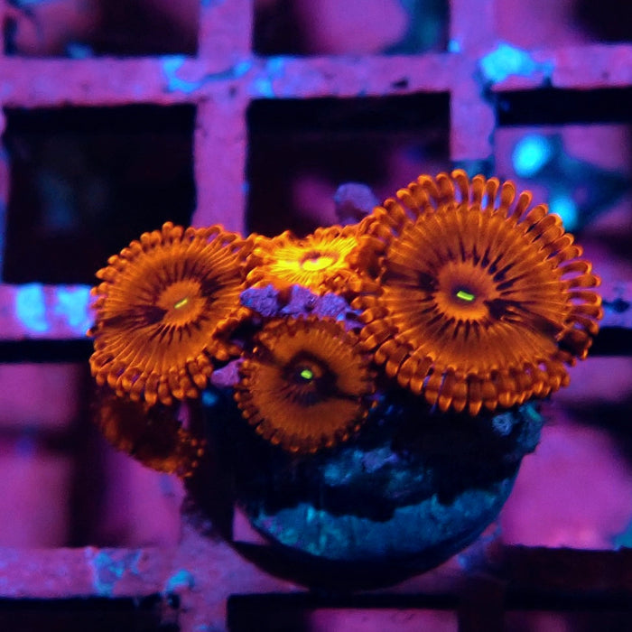 Ultra Zoas Frag