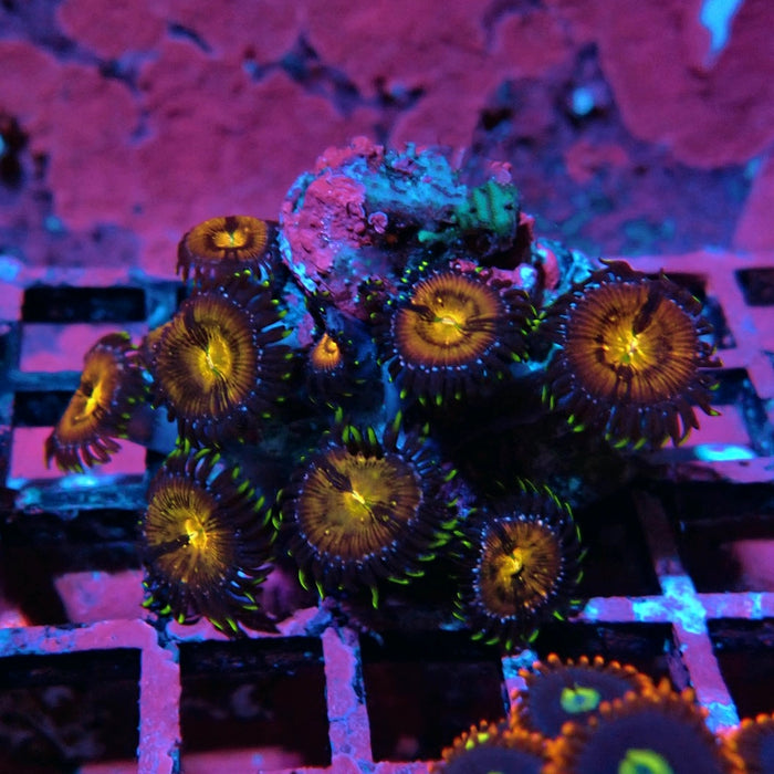 Ultra Zoas Frag