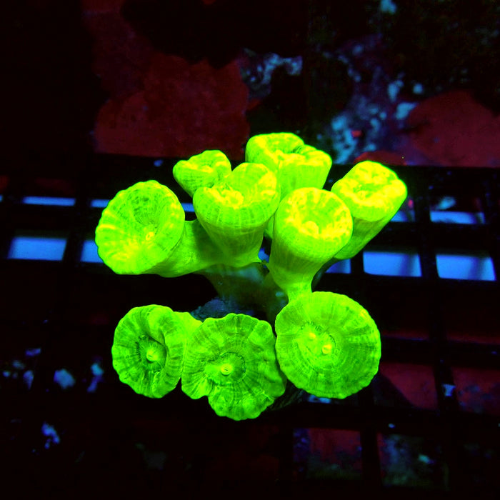 Ultra Neon Green Candy Cane