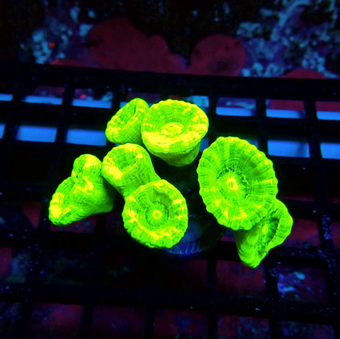 Ultra Neon Green Candy Cane