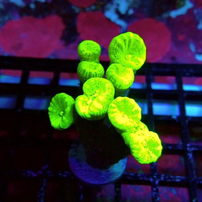 Ultra Neon Green Candy Cane