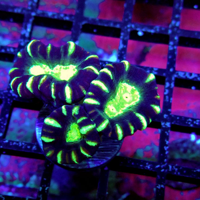 Striped Contrast Candy Kane