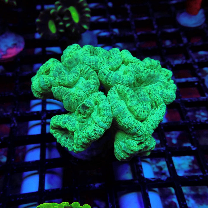 Green Candy Cane
