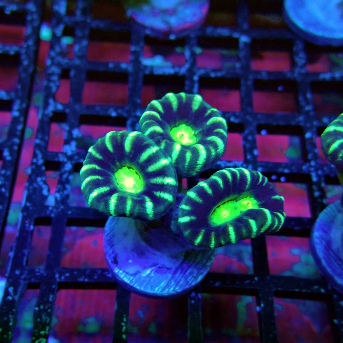 Striped Green Candy Kane