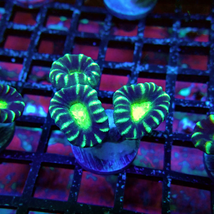 Striped Green Candy Kane