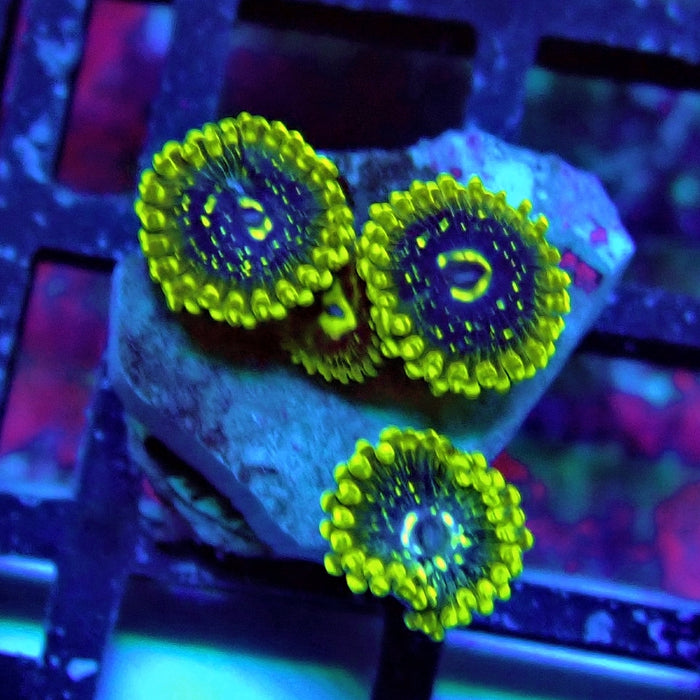 Exosphere Zoas