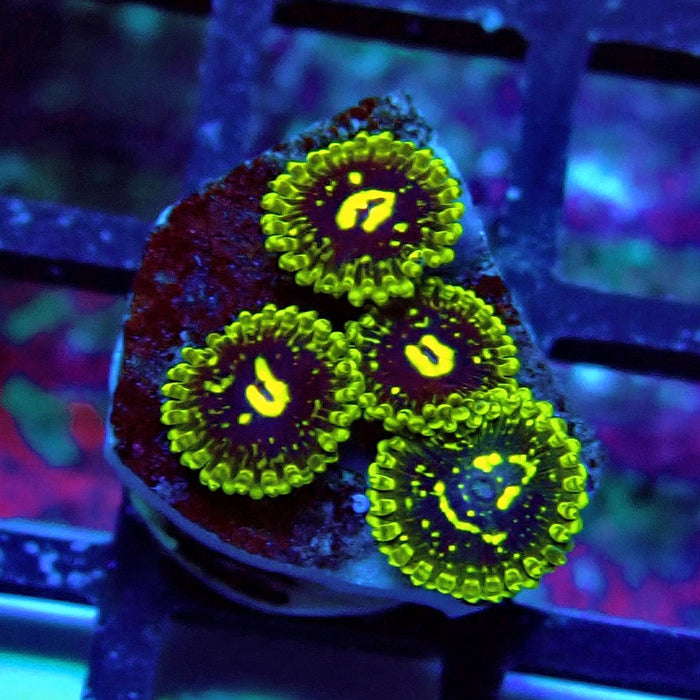 Exosphere Zoas