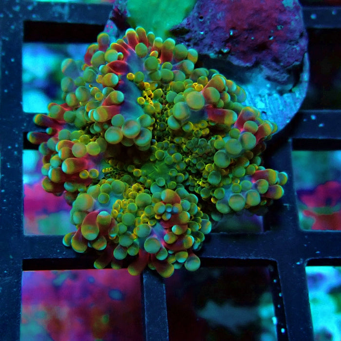 Ricordea Yuma Tricolor Mushroom