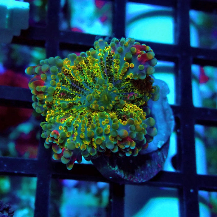 Ricordea Yuma Tricolor Mushroom