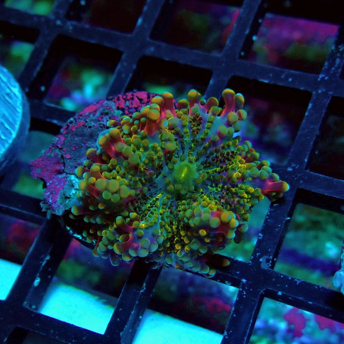 Ricordea Yuma Tricolor Mushroom