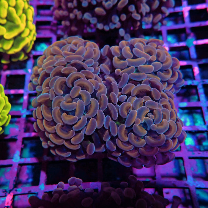 Pink Orange Branch Hammer