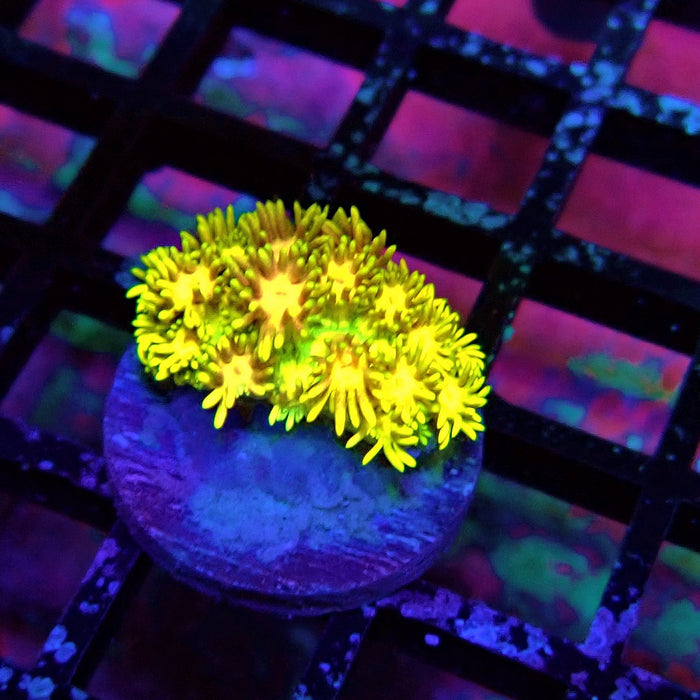 Tricolor Goniopora Frag (1)