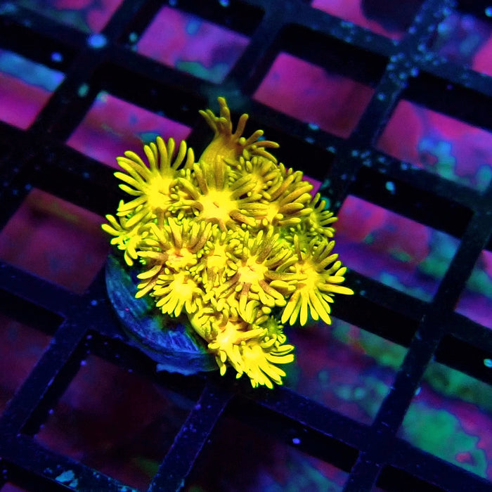Tricolor Goniopora Frag (1)