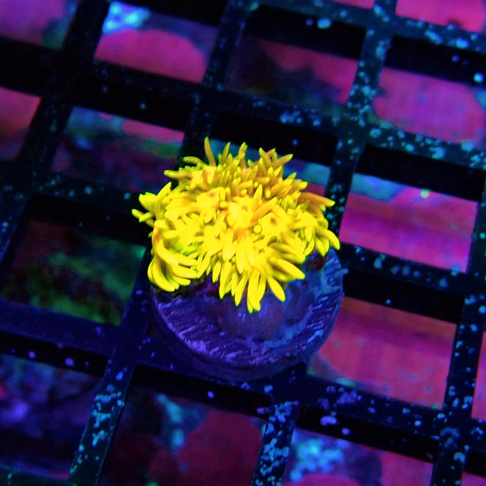 Tricolor Goniopora Frag (1)