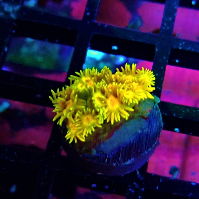 Tricolor Goniopora Frag (1)