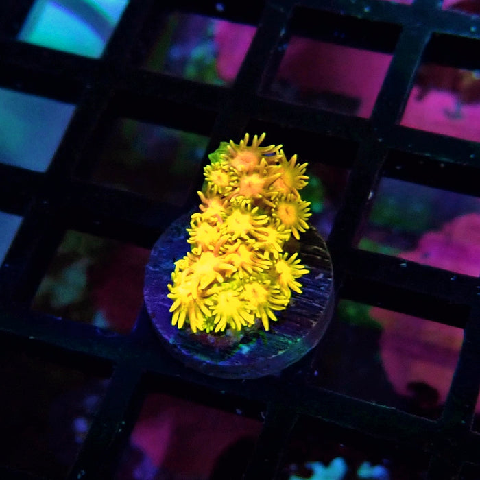 Tricolor Goniopora Frag (1)