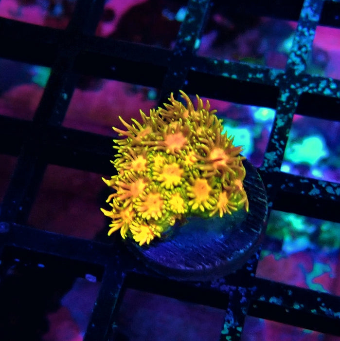 Tricolor Goniopora Frag (1)