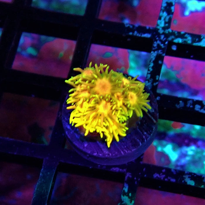 Tricolor Goniopora Frag (1)