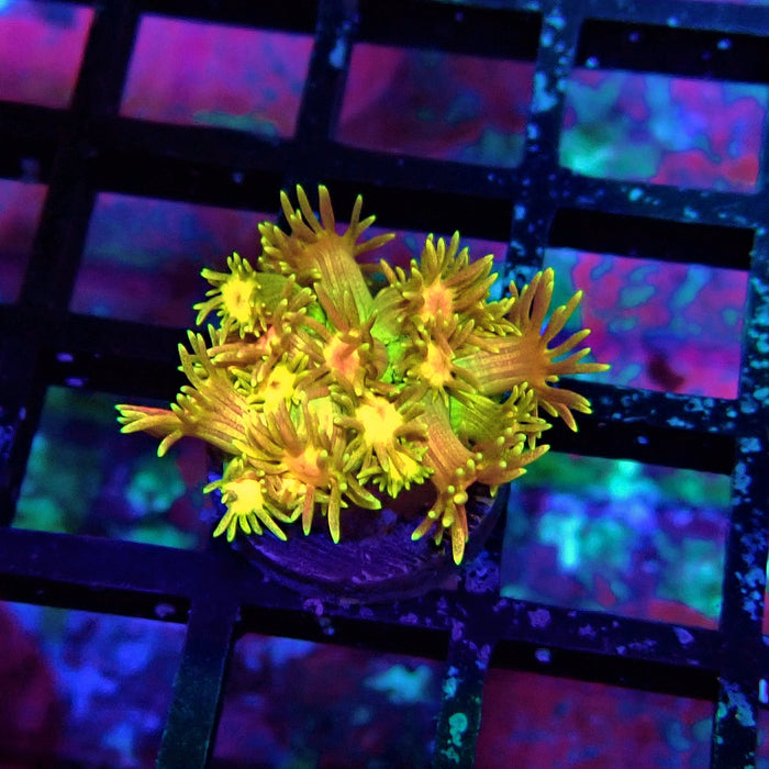 Tricolor Goniopora Frag (1)