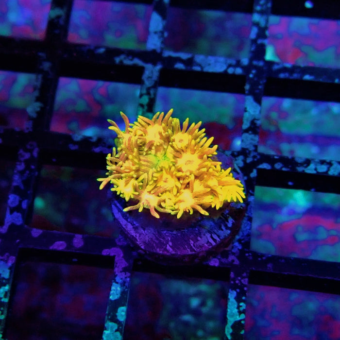 Tricolor Goniopora Frag (1)