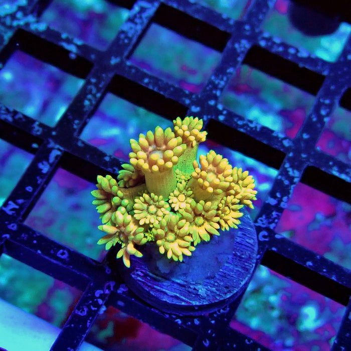 Tricolor Goniopora Frag