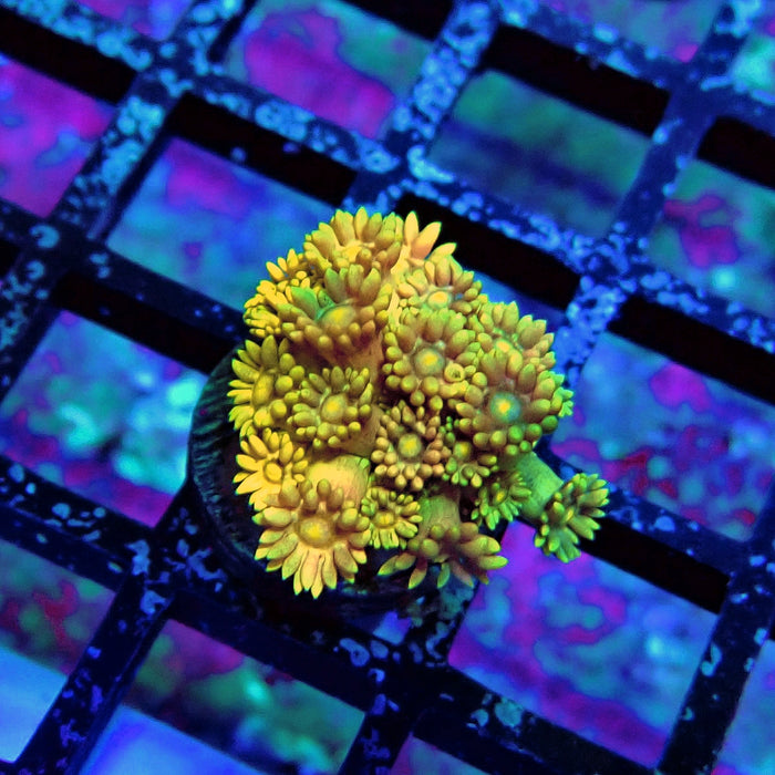 Tricolor Goniopora Frag