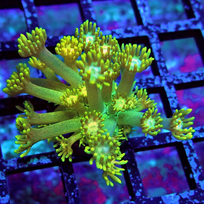 Gold Blue Goniopora Frag