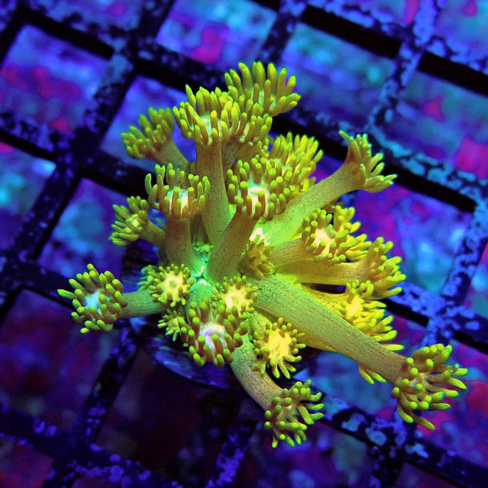 Gold Blue Goniopora Frag