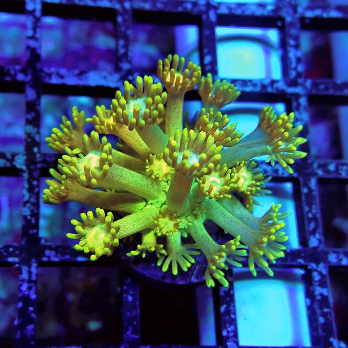Gold Blue Goniopora Frag
