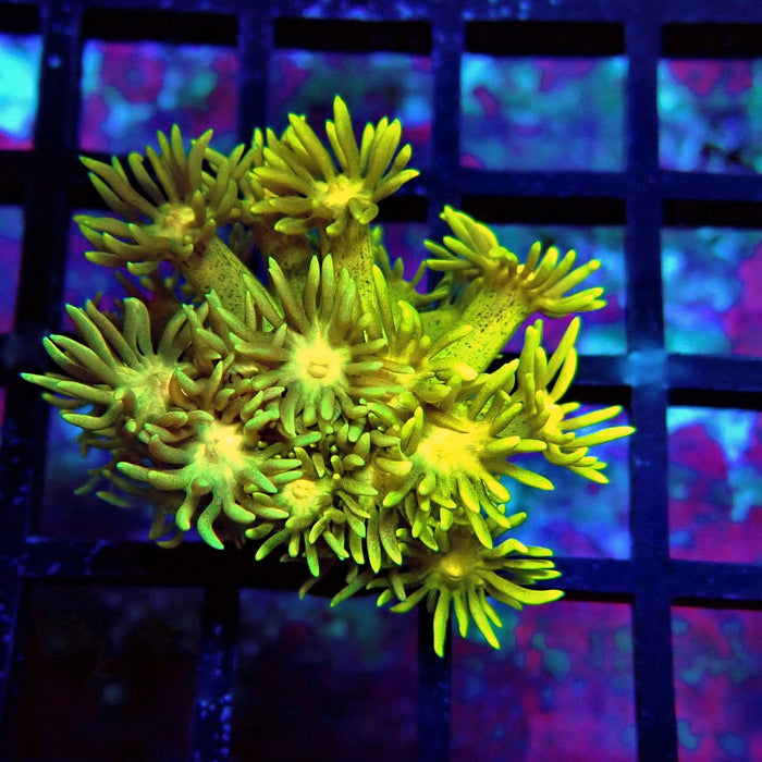 Yellow Green Goniopora Frag