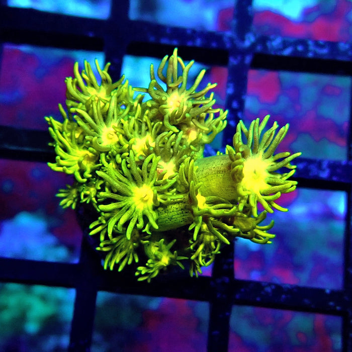 Yellow Green Goniopora Frag