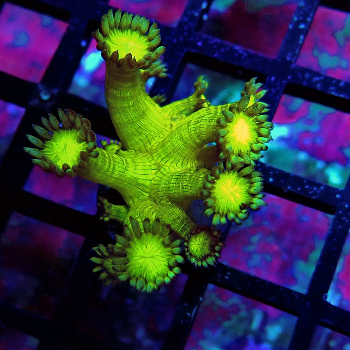 Metallic Green Goniopora Frag