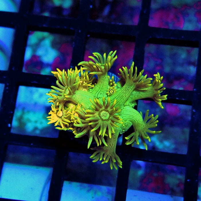 Yellow Green Goniopora Frag