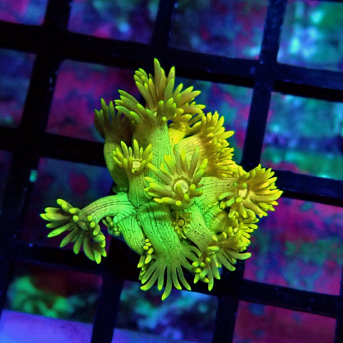 Yellow Green Goniopora Frag