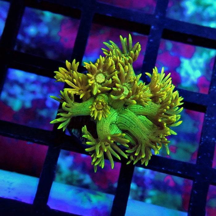 Yellow Green Goniopora Frag