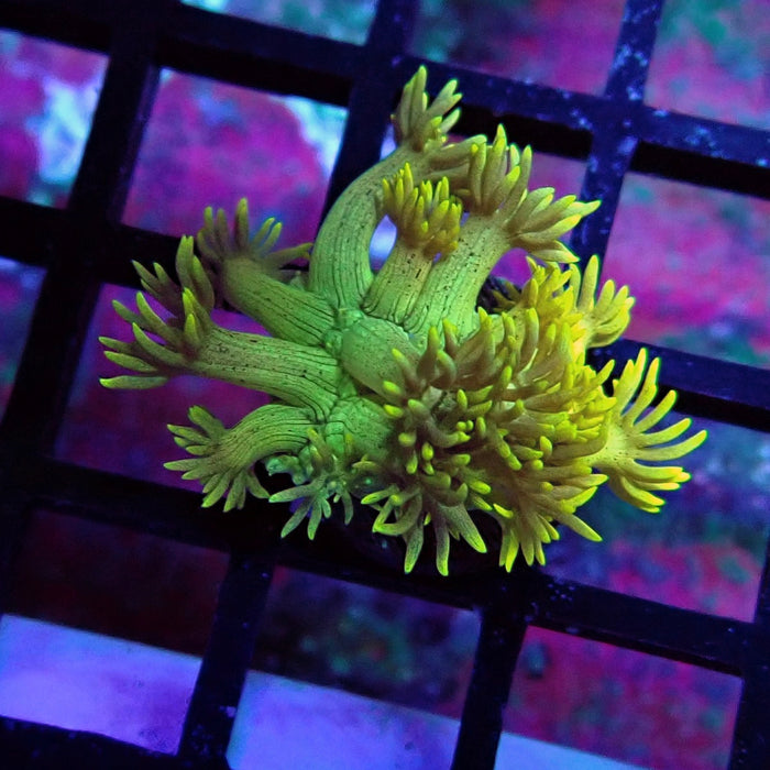 Yellow Green Goniopora Frag