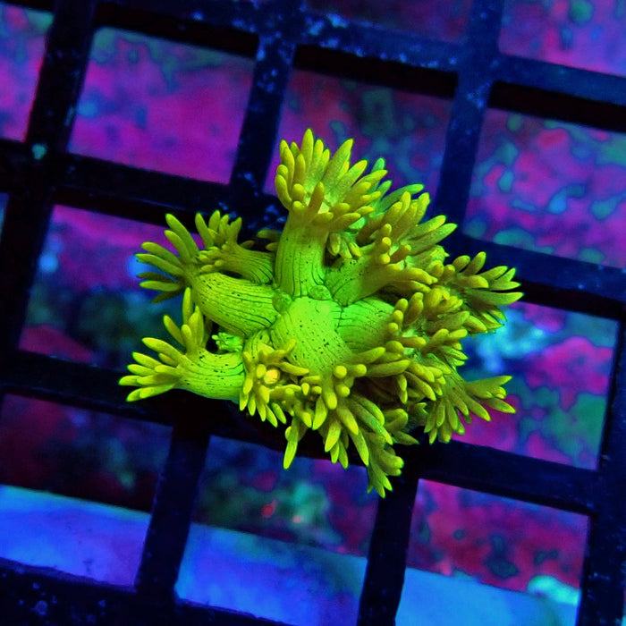 Yellow Green Goniopora Frag