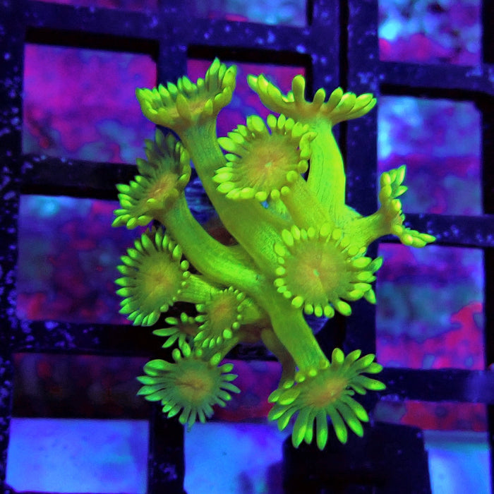 Unique Ultra Green Goniopora Frag