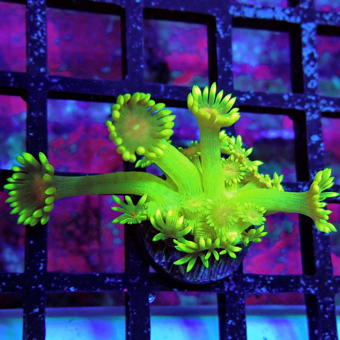 Unique Ultra Green Goniopora Frag