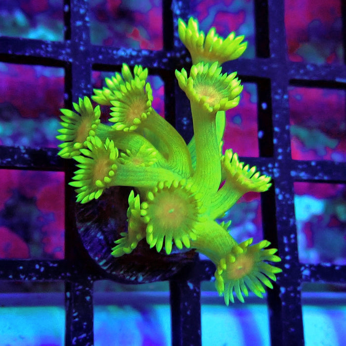 Unique Ultra Green Goniopora Frag