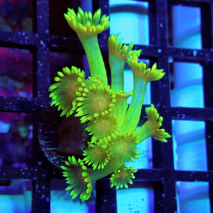 Unique Ultra Green Goniopora Frag
