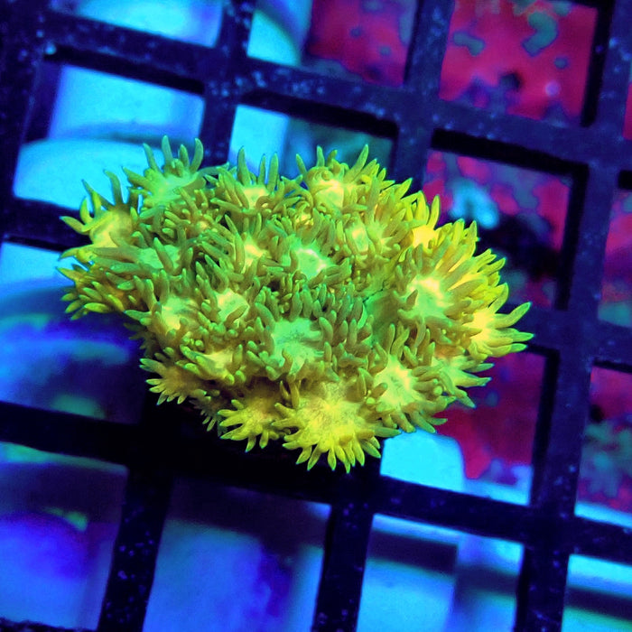 Yellow Blue Green Goniopora Frag