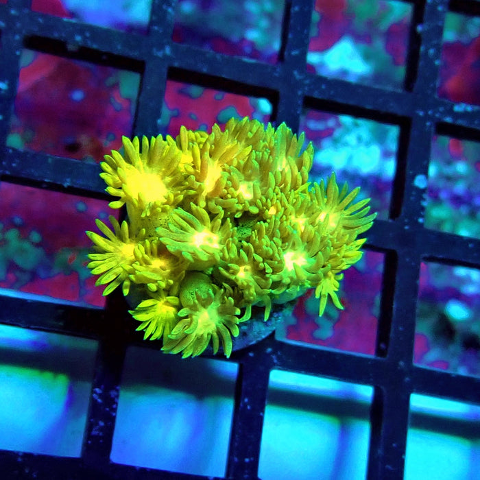 Yellow Blue Green Goniopora Frag