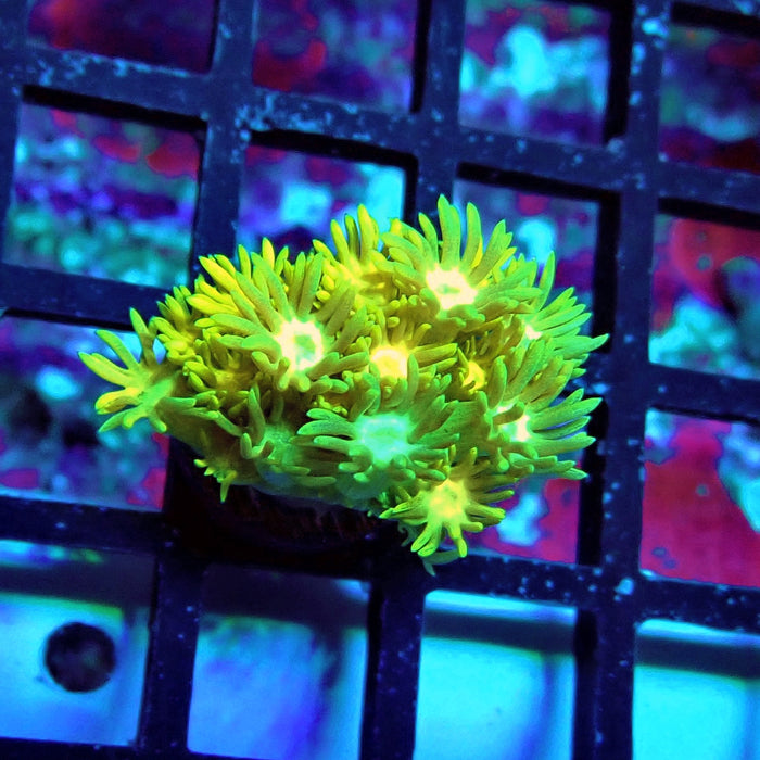 Yellow Blue Green Goniopora Frag