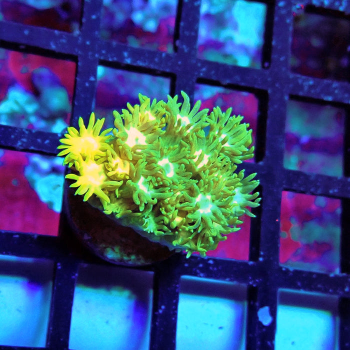 Yellow Blue Green Goniopora Frag