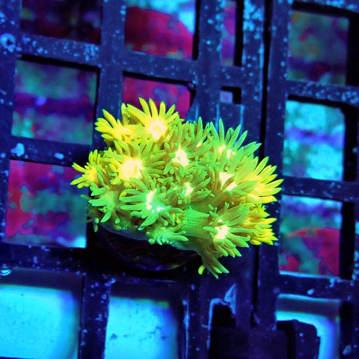 Yellow Blue Green Goniopora Frag
