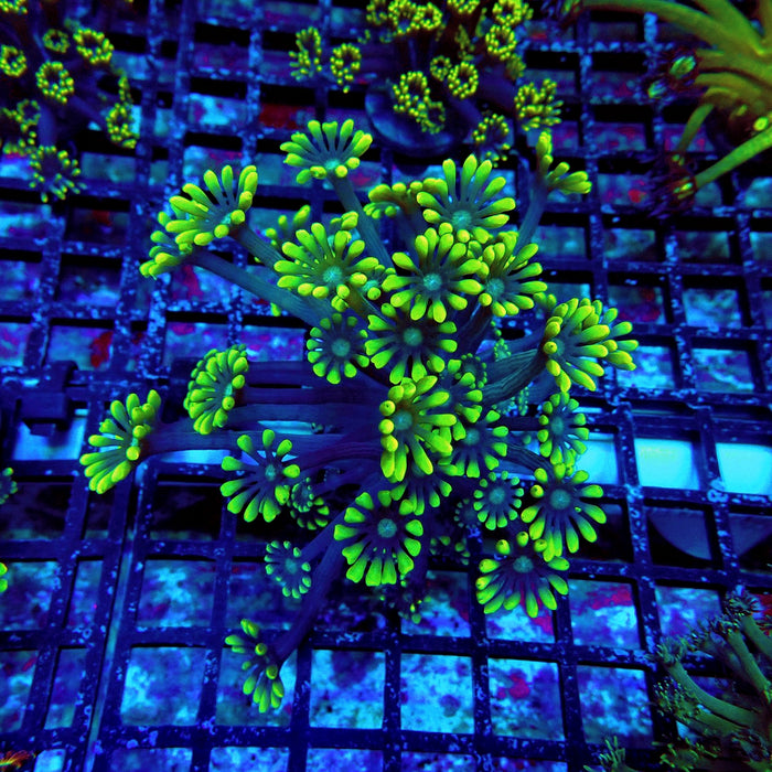 Ultra Green Alveopora Frag