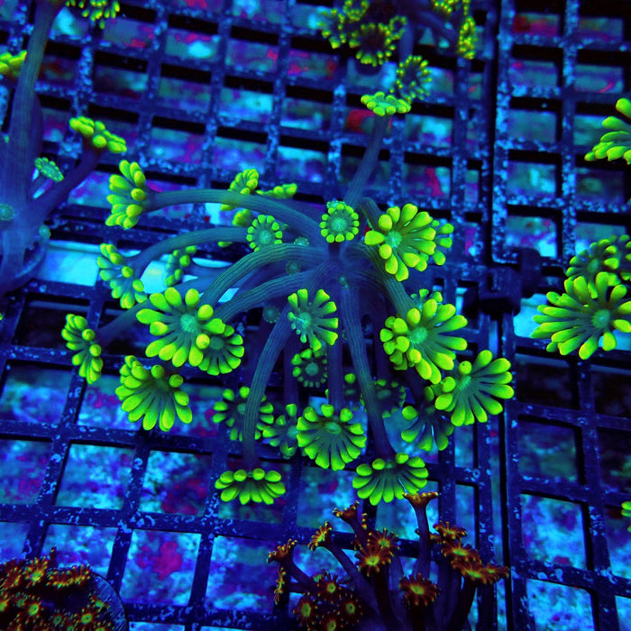 Ultra Green Alveopora Frag