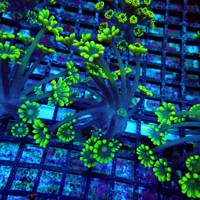 Ultra Green Alveopora Frag