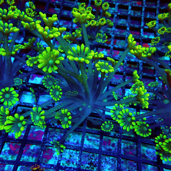 Ultra Green Alveopora Frag